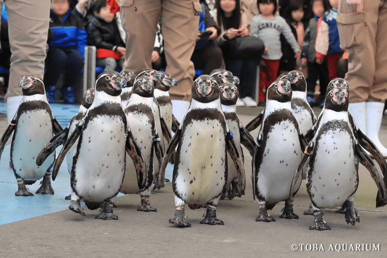 ペンギン散歩