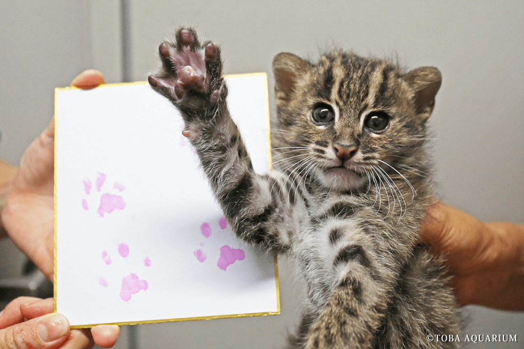 【サイン賞】スナドリネコの赤ちゃんの手形色紙
