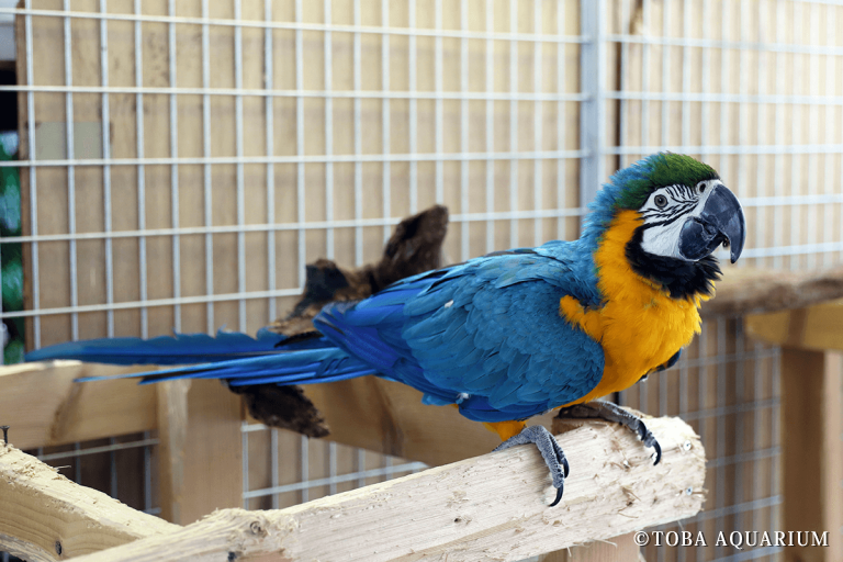 ルリコンゴウインコ