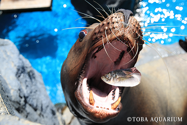 海獣の王国　お食事タイム
