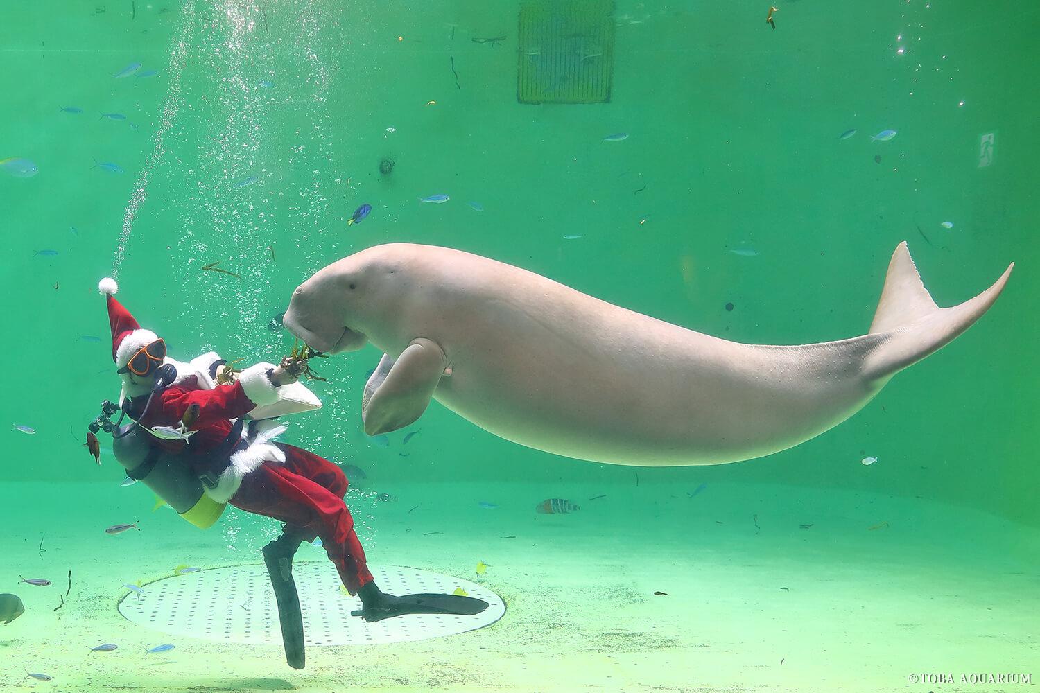 ジュゴン水槽にサンタダイバーが登場